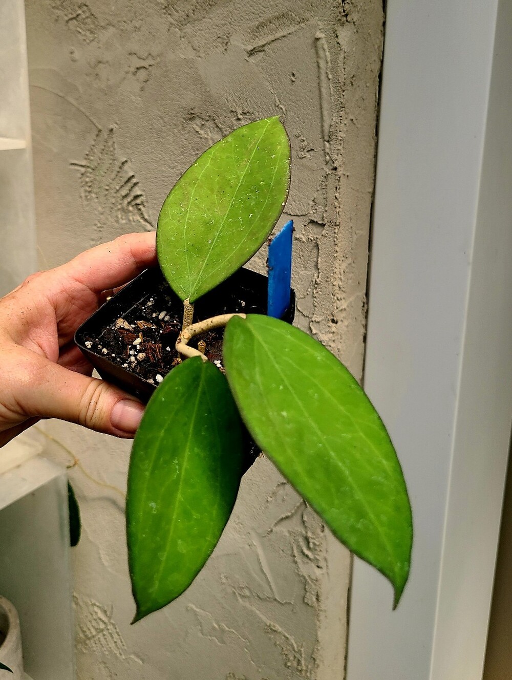 Hoya Parisitica
